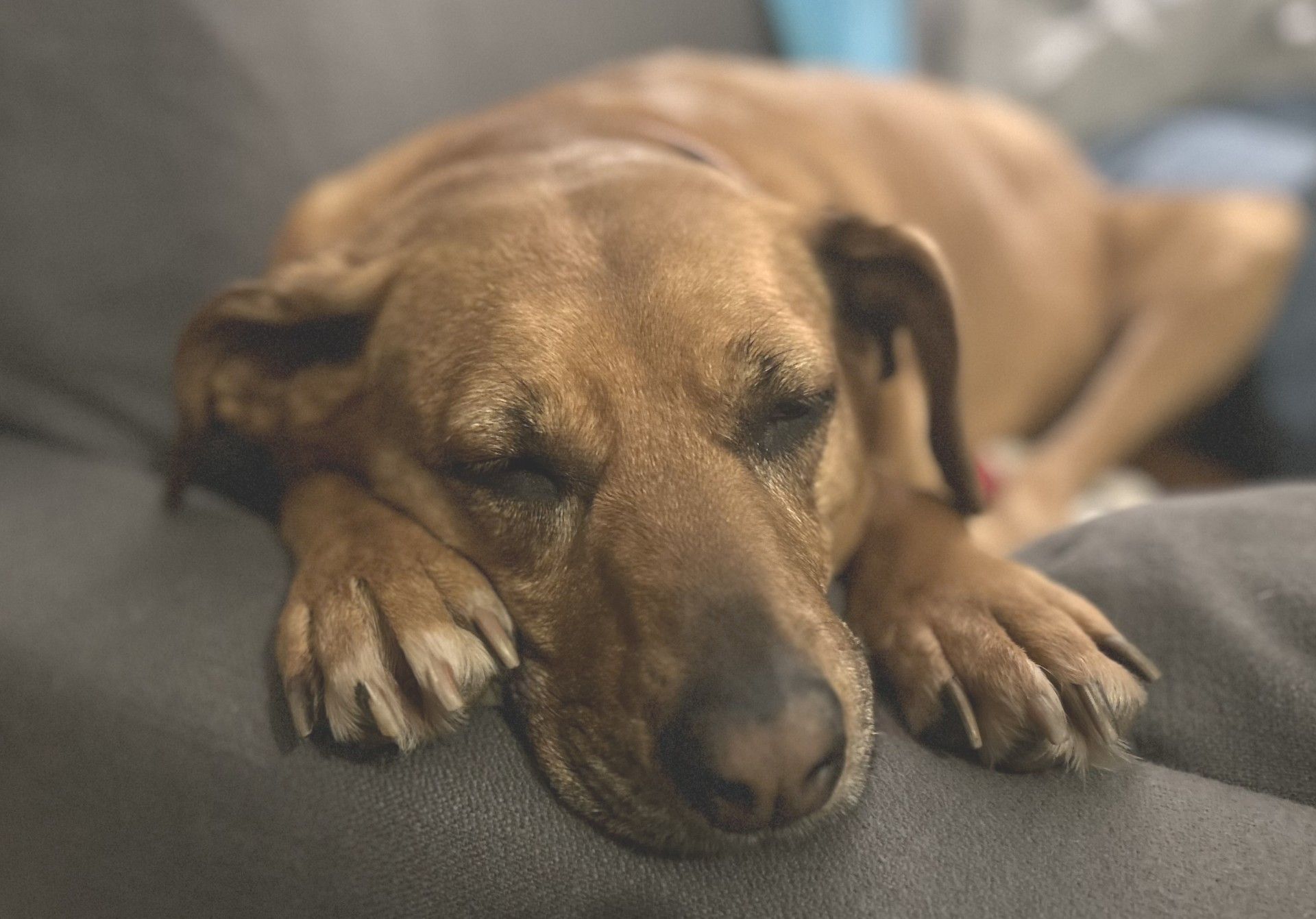 Brown dog sleeping on a gray couch with eyes closed, paws outstretched.