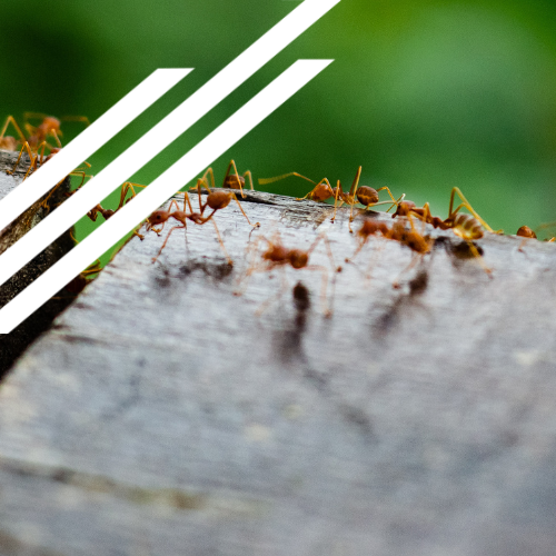 A group of ants are crawling on a piece of wood.