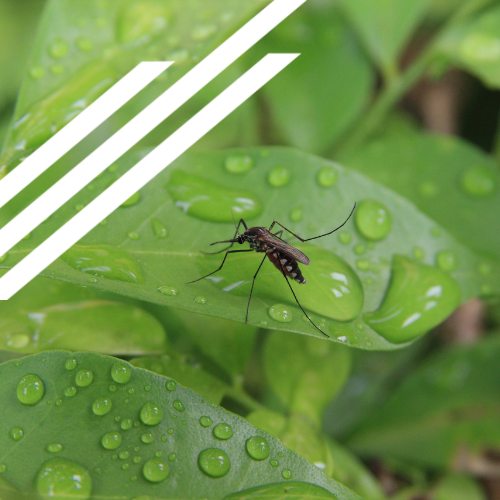 A mosquito is sitting on a green leaf with water drops on it.