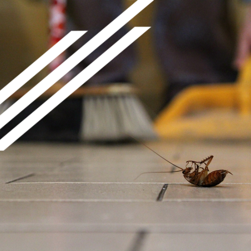 A cockroach is laying on its back on a tiled floor