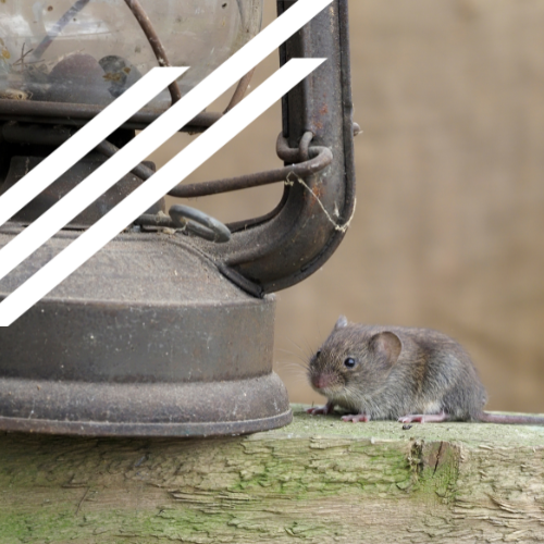 A mouse is sitting next to an old lantern