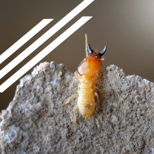 A termite is sitting on top of a rock.