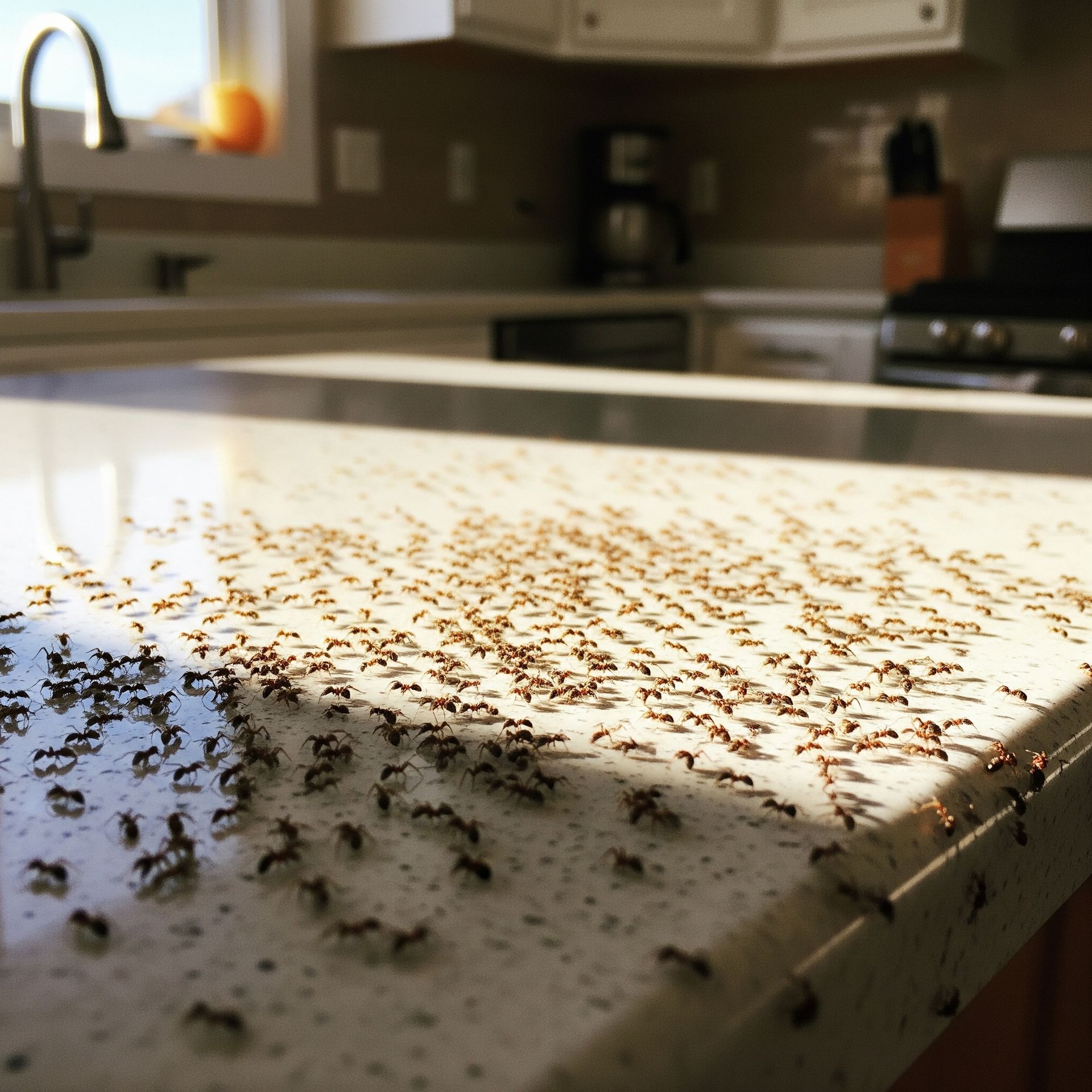 Ants in kitchen prevention and causes for a pest-free home