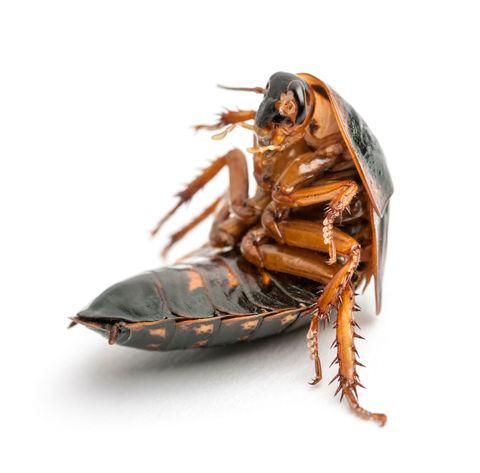 A cockroach is laying on its back on a white background.