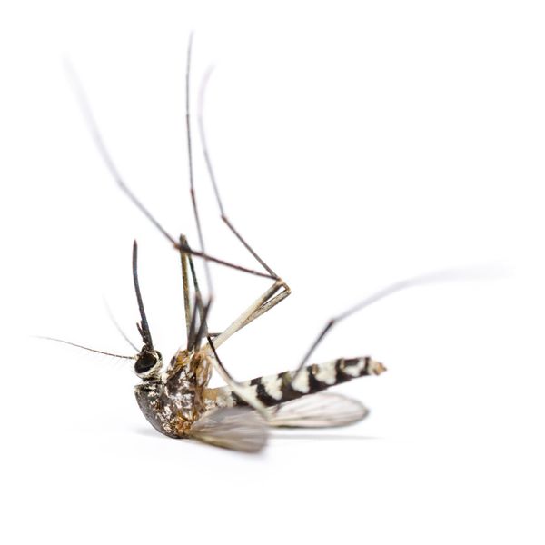 mosquito being removed from home
