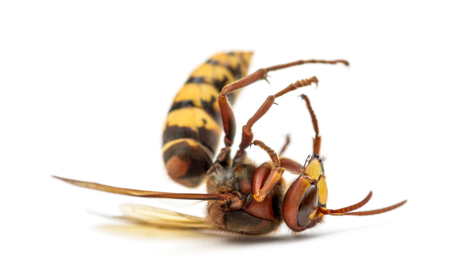 A dead hornet with yellow and black striped abdomen lies on its side against a white background.