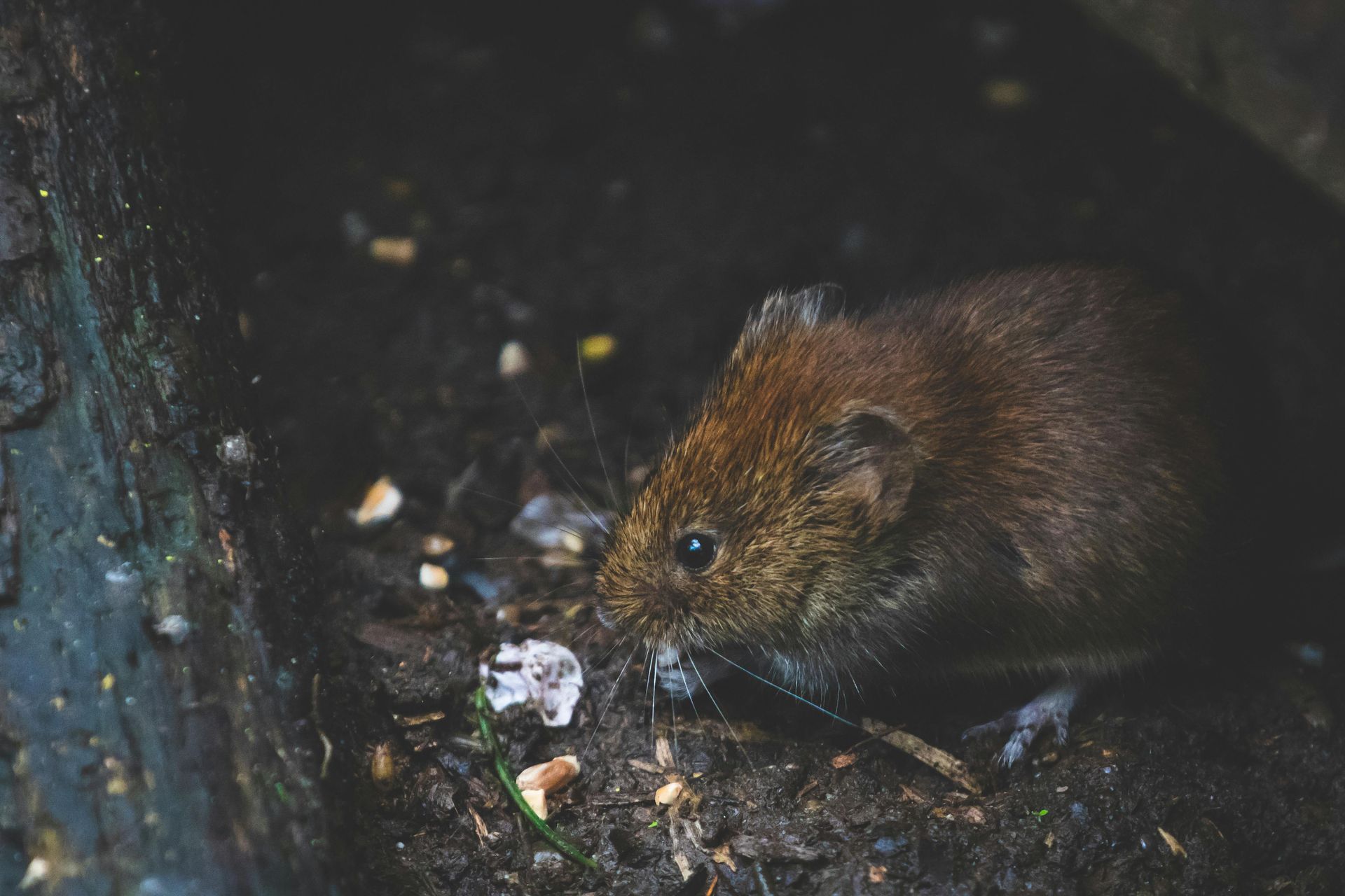 Mouse foraging outdoors before seeking winter shelter indoors