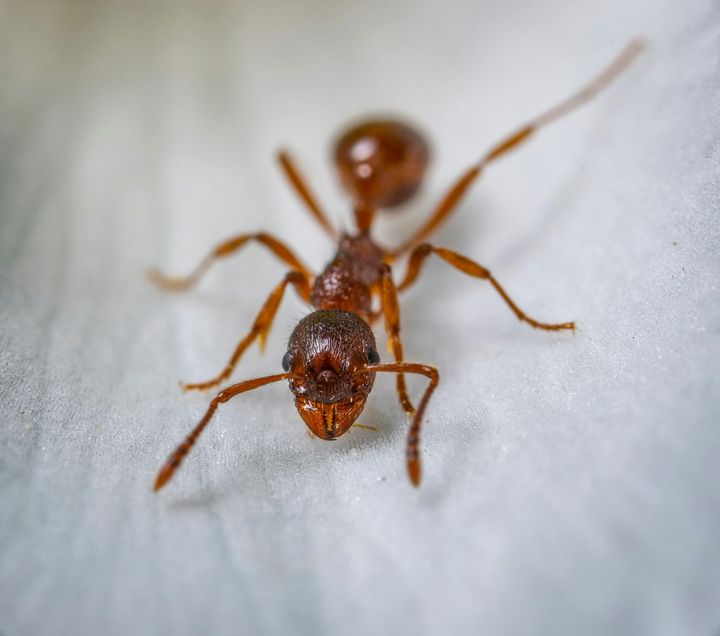 Ant Pest Control