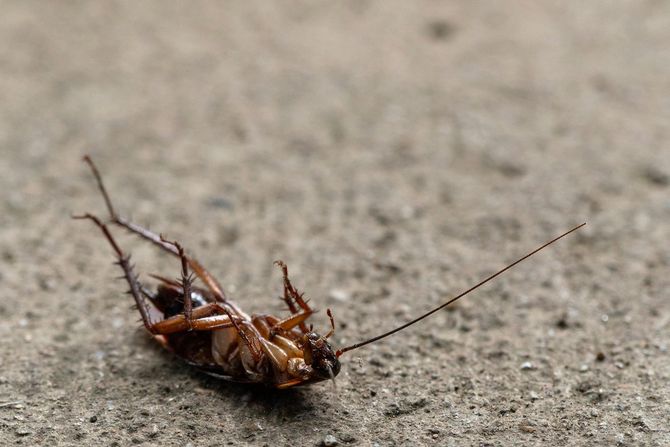 Cockroach extermination by Monmouth Pest Control