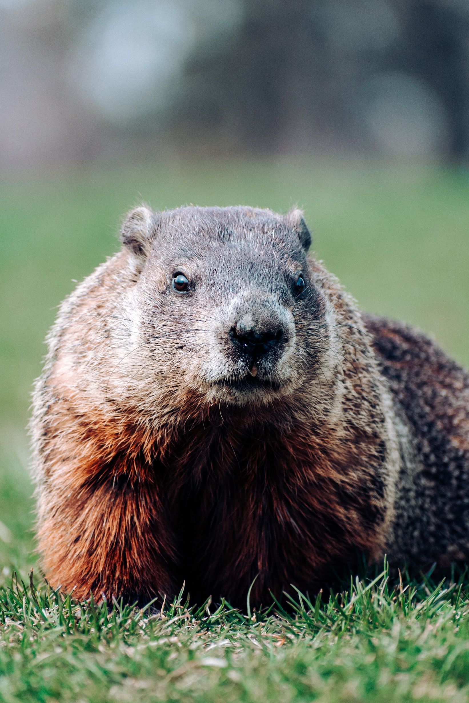 Monmouth Pest Control offers groundhog control and removal