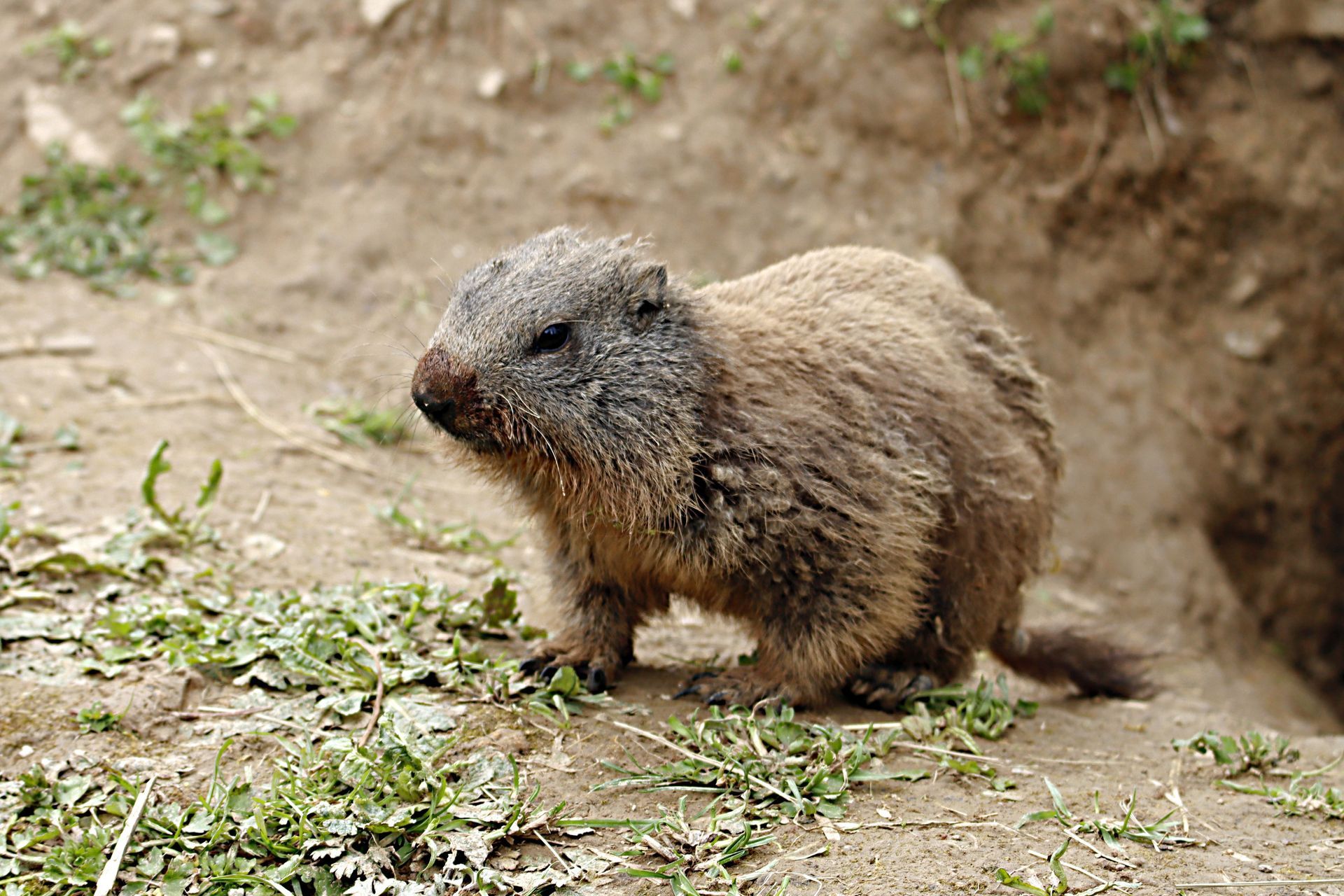 Small groundhog near a burrow entrance