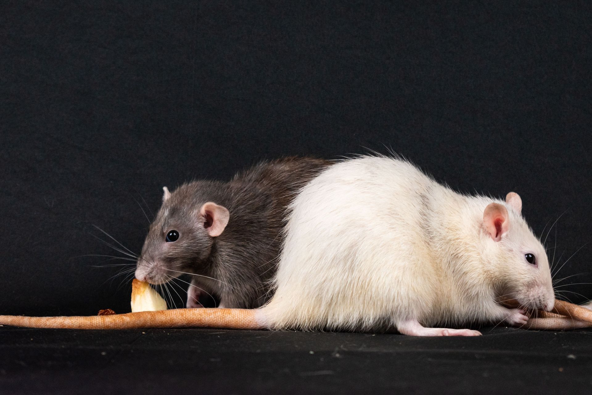 Two rats, one black and one white, sitting back-to-back on a dark surface with a small piece of food.