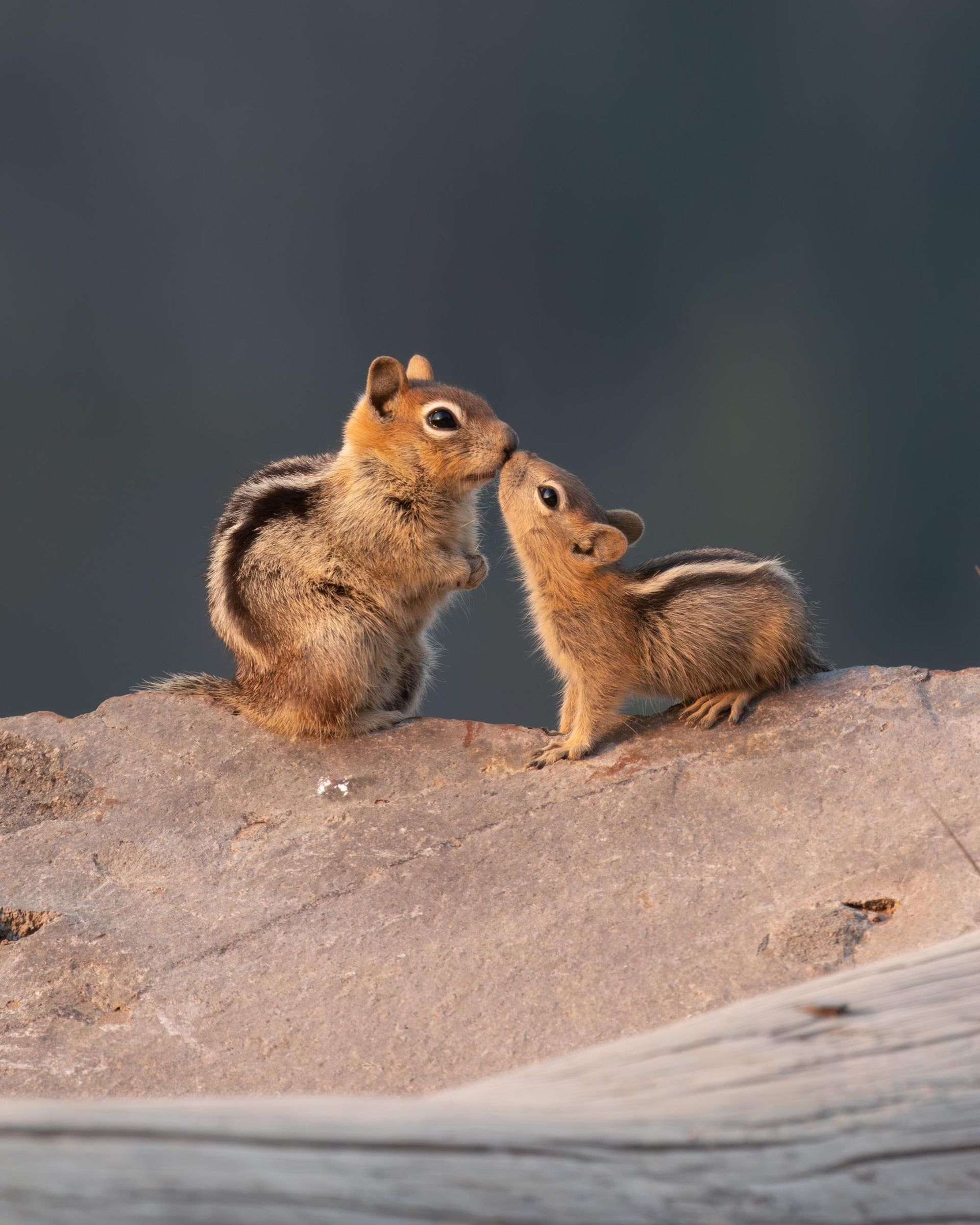 Two small ground squirrels touching noses on a sandy rock against a dark background