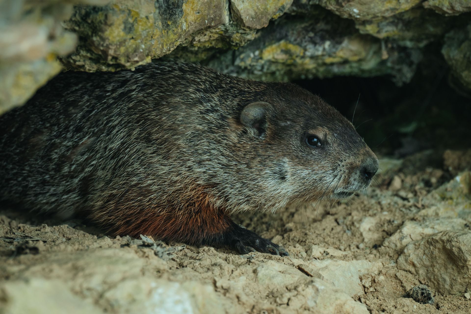 Groundhog hiding in a burrow