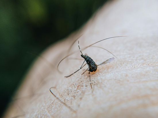 Mosquito Control
