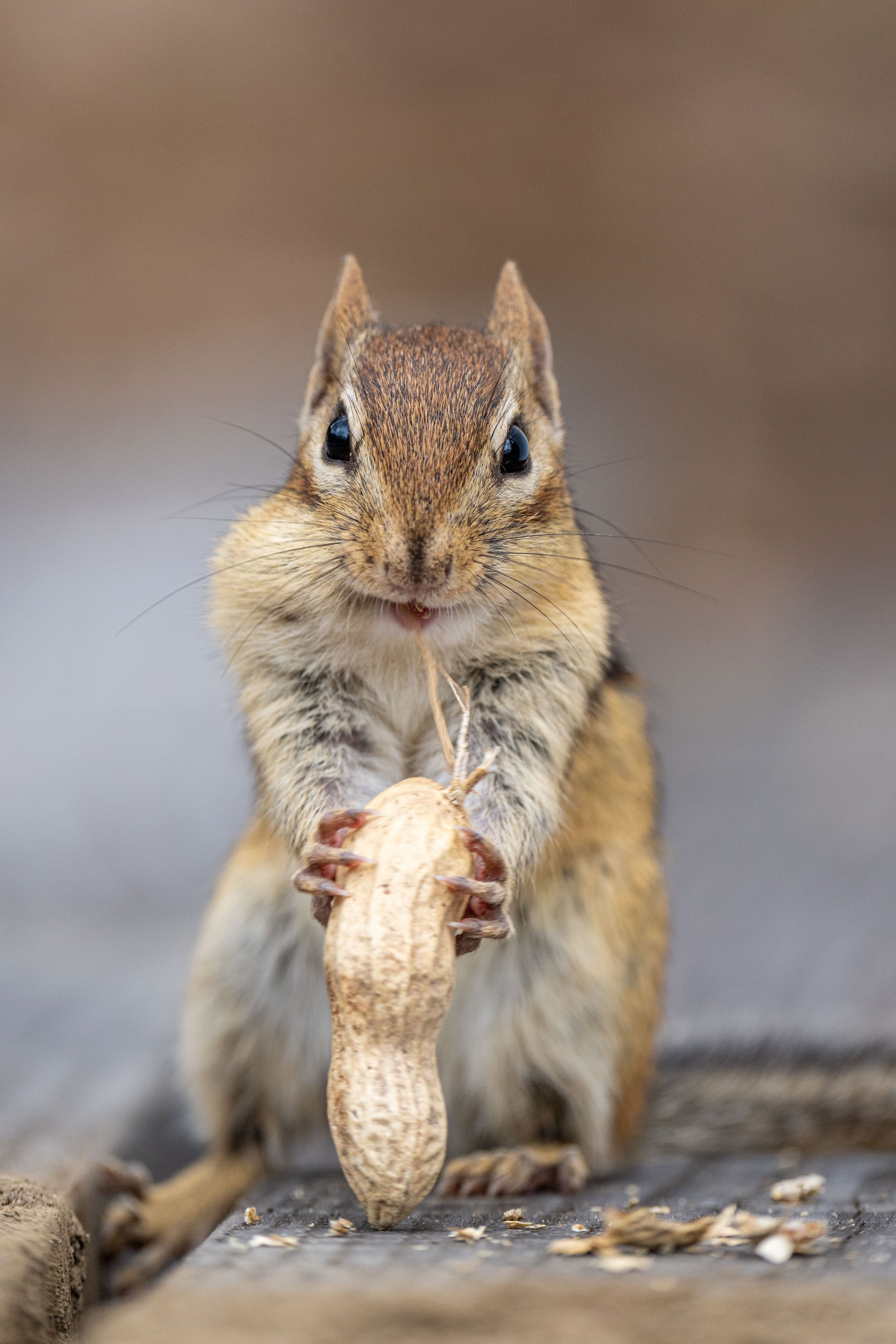 Squirrel holding and eating an ear of corn on a wooden surface
