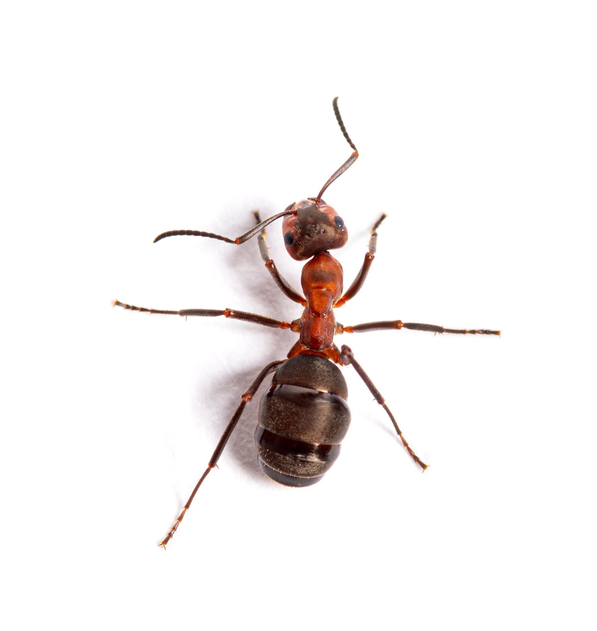 A top-down view of a wood ant against a white background, featuring a reddish-brown head and thorax with a dark abdomen.