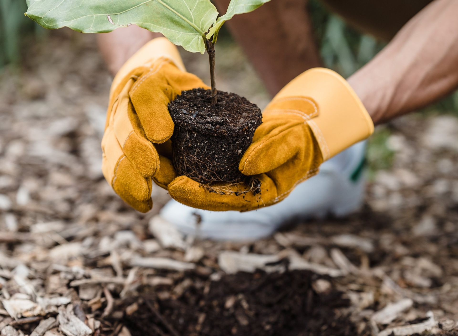 A person in yellow gloves plants a small tree. Hands cradle the tree's soil ball, surrounded by wood chips.