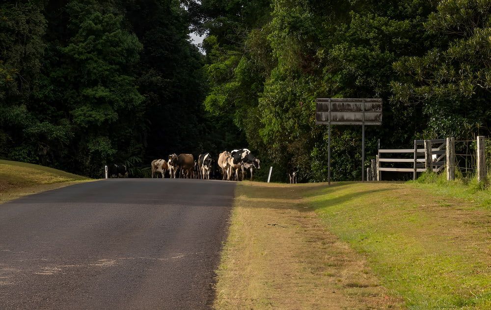 A Group Of Cows Are Standing On The Altherton — Hunter Automotive In Atherton, QLD