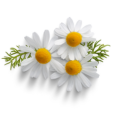 Three white daisies with yellow centers and green sprigs on a white background
