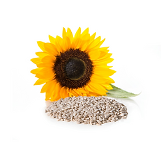 Sunflower with a pile of sunflower seeds on a white background