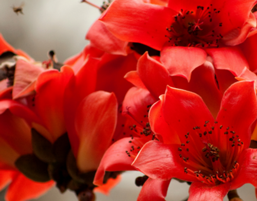 Bright red flowers in bloom with dark centers, clustered closely against a soft background