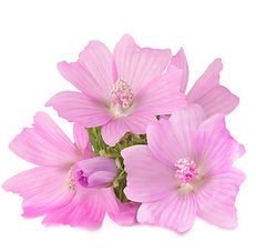 Pink flowers with five petals and green stems on a white background