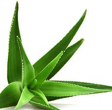 Green aloe vera plant leaves on a white background