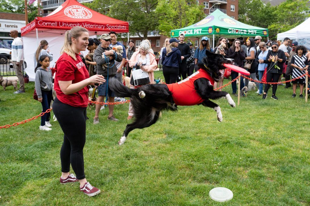 Bark in the Park this Sunday, June 2 at Latham Park, Stamford Downtown