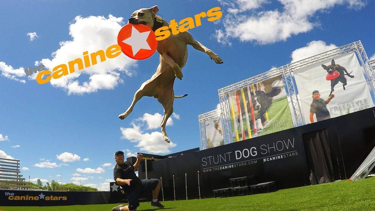 Win a Family Four-Pack to See Canine Stars at The Palace Theatre Stamford &ndash; December 28.