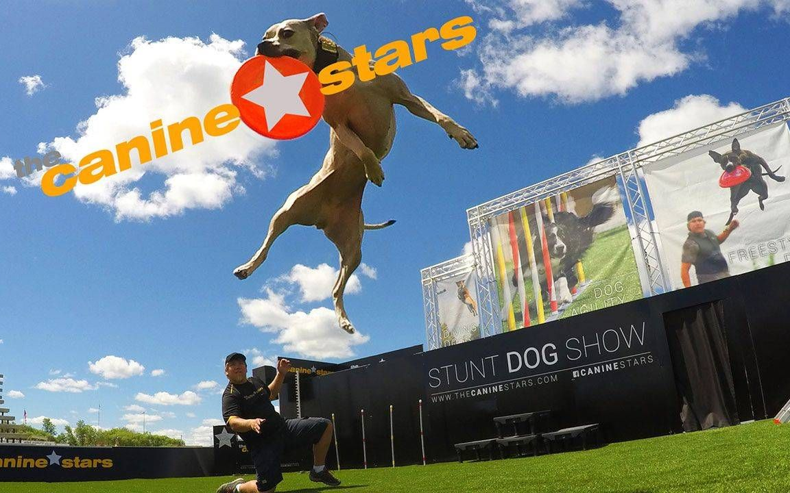 The Canine Stars Bring High-Flying Stunt Dog Fun to The Palace Theatre Stamford on December 28.