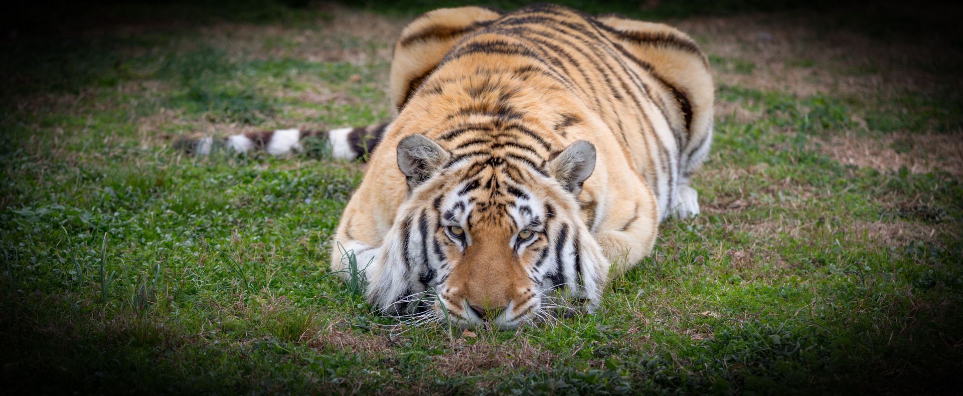 Wild Within Brings Art, Music & Conservation to Bendheim Gallery on May 21