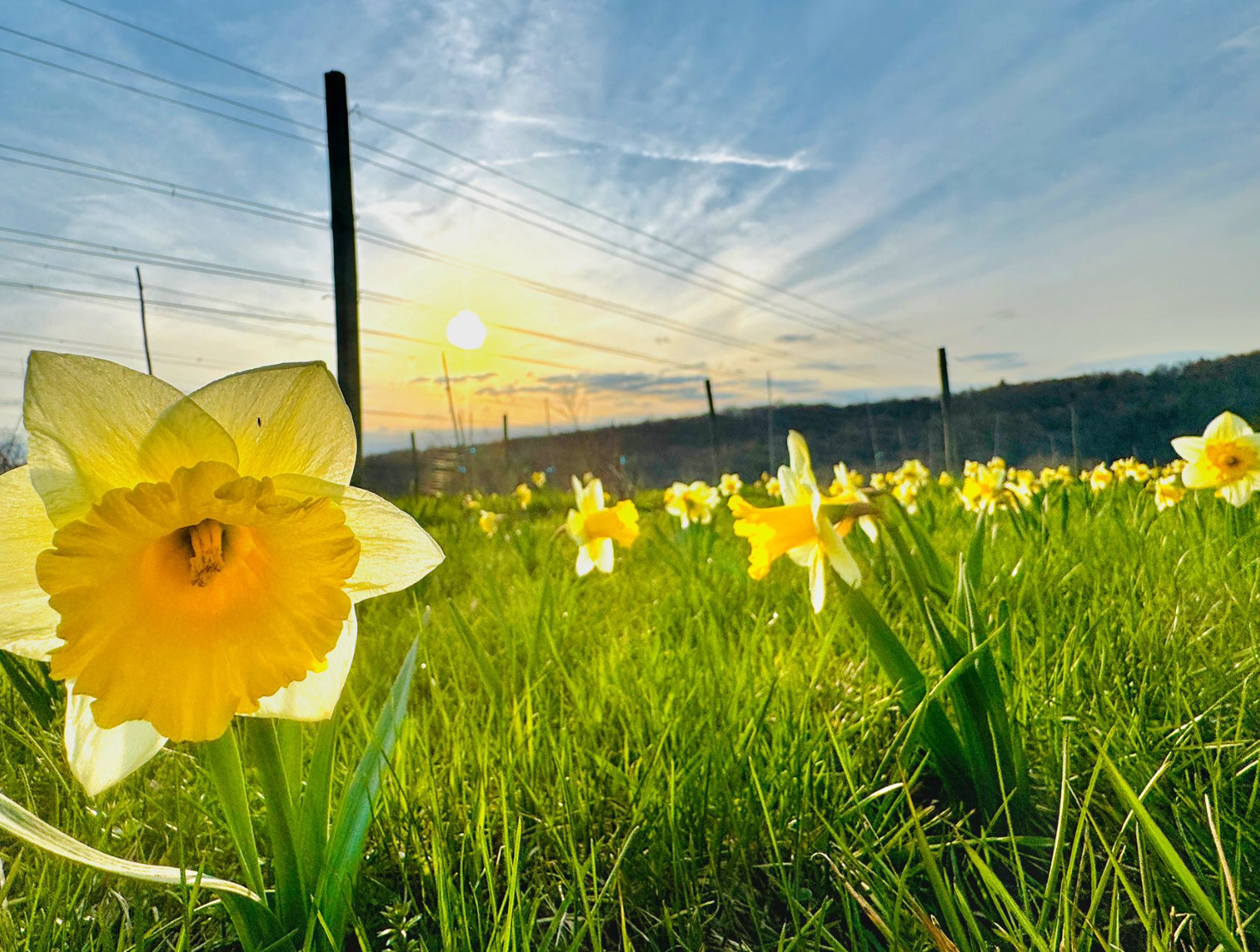A Sea of 30,000 Daffodils Now Blooming at Aquila&rsquo;s Nest Vineyards