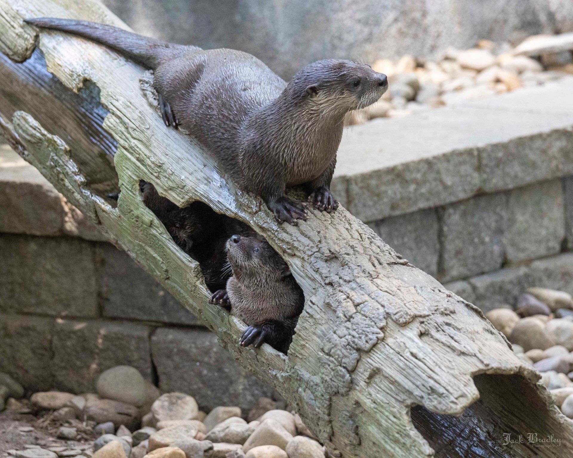 The New Mayor of Connecticut’s Beardsley Zoo Is Tahu the River Otter!