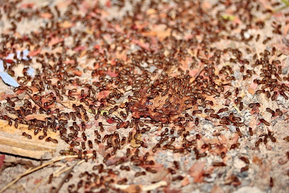 Brown Ants Swarming on A Ground Surface Covered in Leaves and Debris — Bad Bugs Pest Control in Rockhampton, QLD