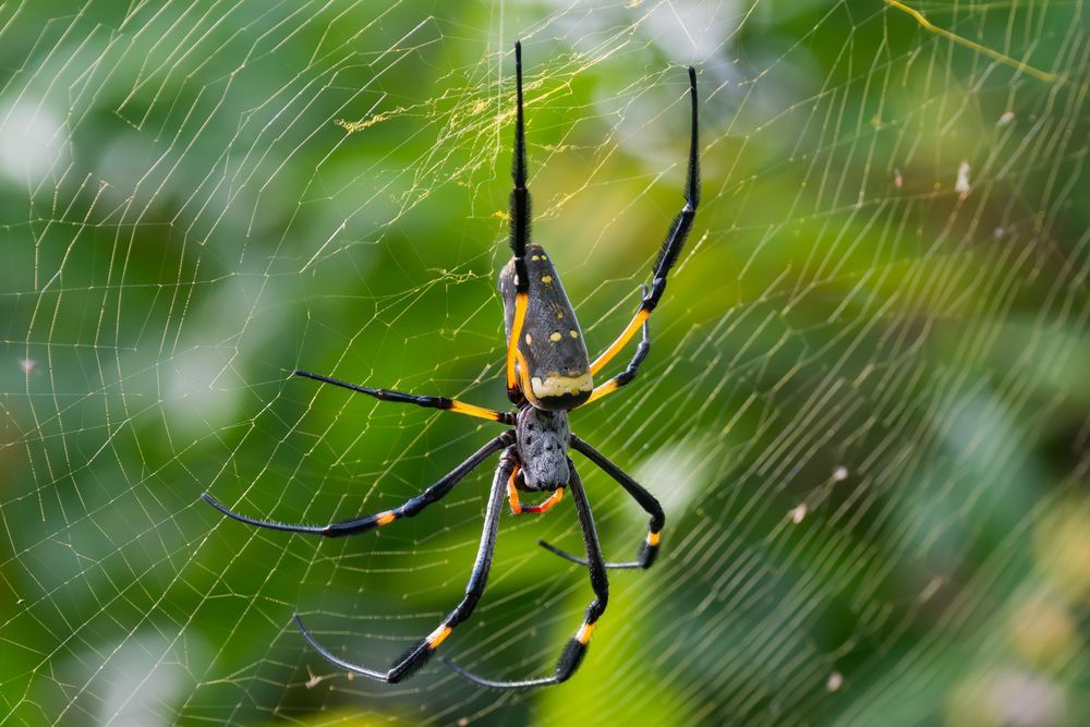 Spiders