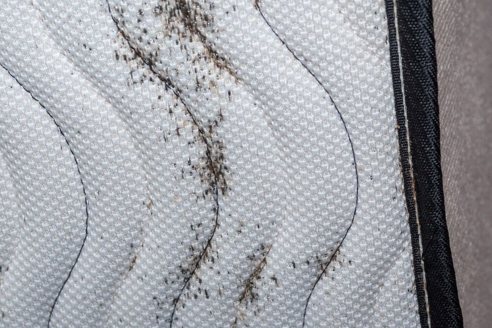 Close-Up of A White Mattress with Patches of Dark Mold Growth — Bad Bugs Pest Control in Rockhampton, QLD