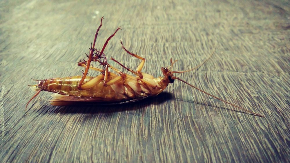Cockroaches