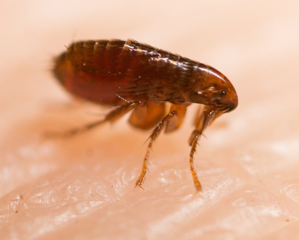 A Flea with A Reddish-Brown Body and Legs on Light Pink Skin — Bad Bugs Pest Control in Gracemere, QLD