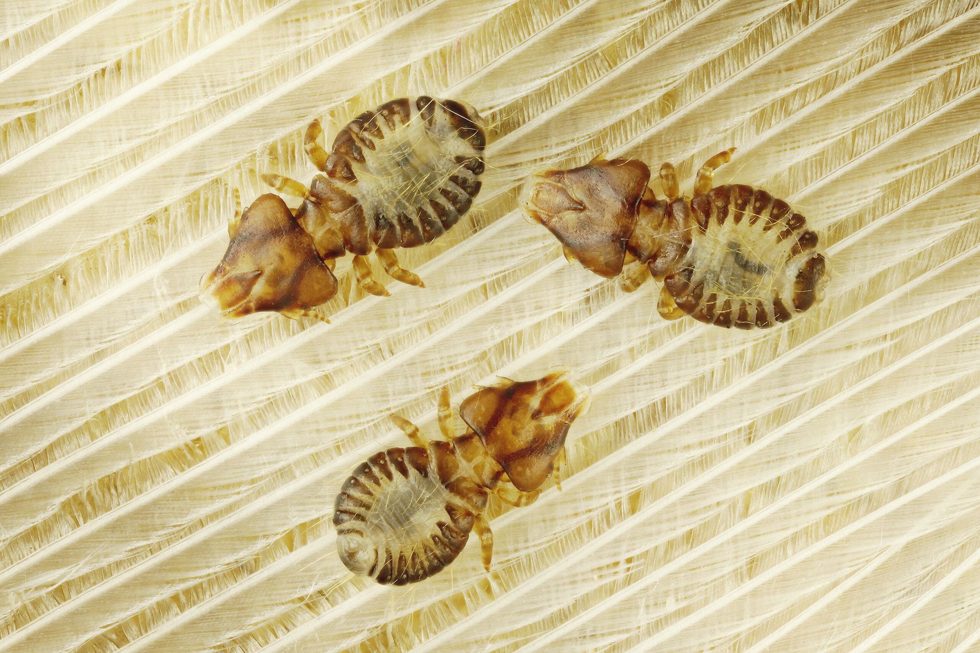Three Tan Bird Lice on A Tan, Ridged Surface — Bad Bugs Pest Control in Moura, QLD