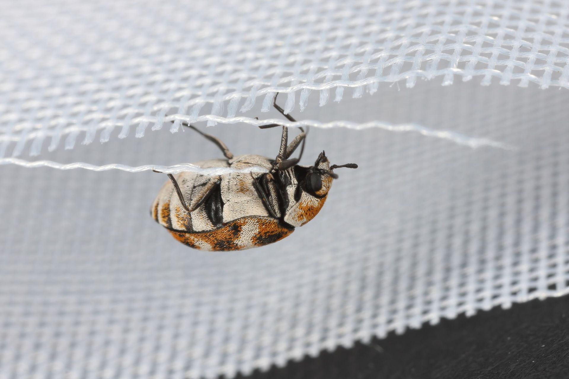 A Small, Mottled Beetle Clinging Upside Down to A White Mesh Fabric — Bad Bugs Pest Control in Mount Morgan, QLD