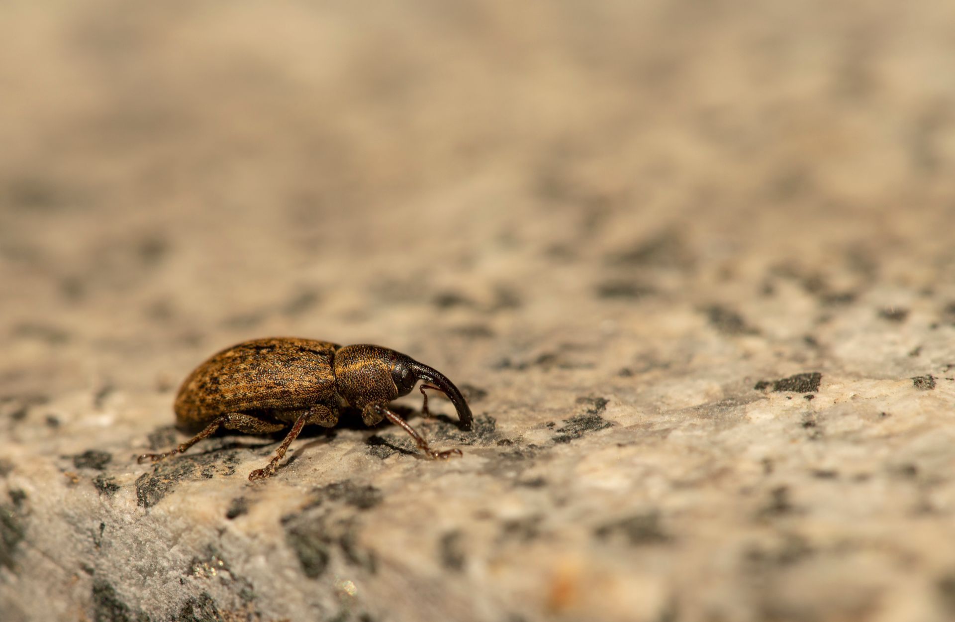 Heat Treatment For Bed Bugs — Pillows on Bed in Fort Wayne, IN