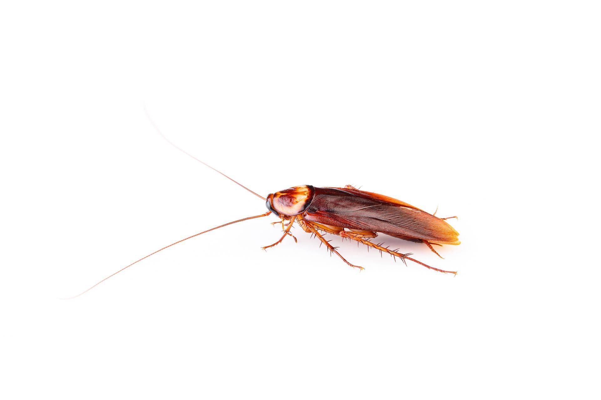 Heat Treatment For Bed Bugs — Pillows on Bed in Fort Wayne, IN