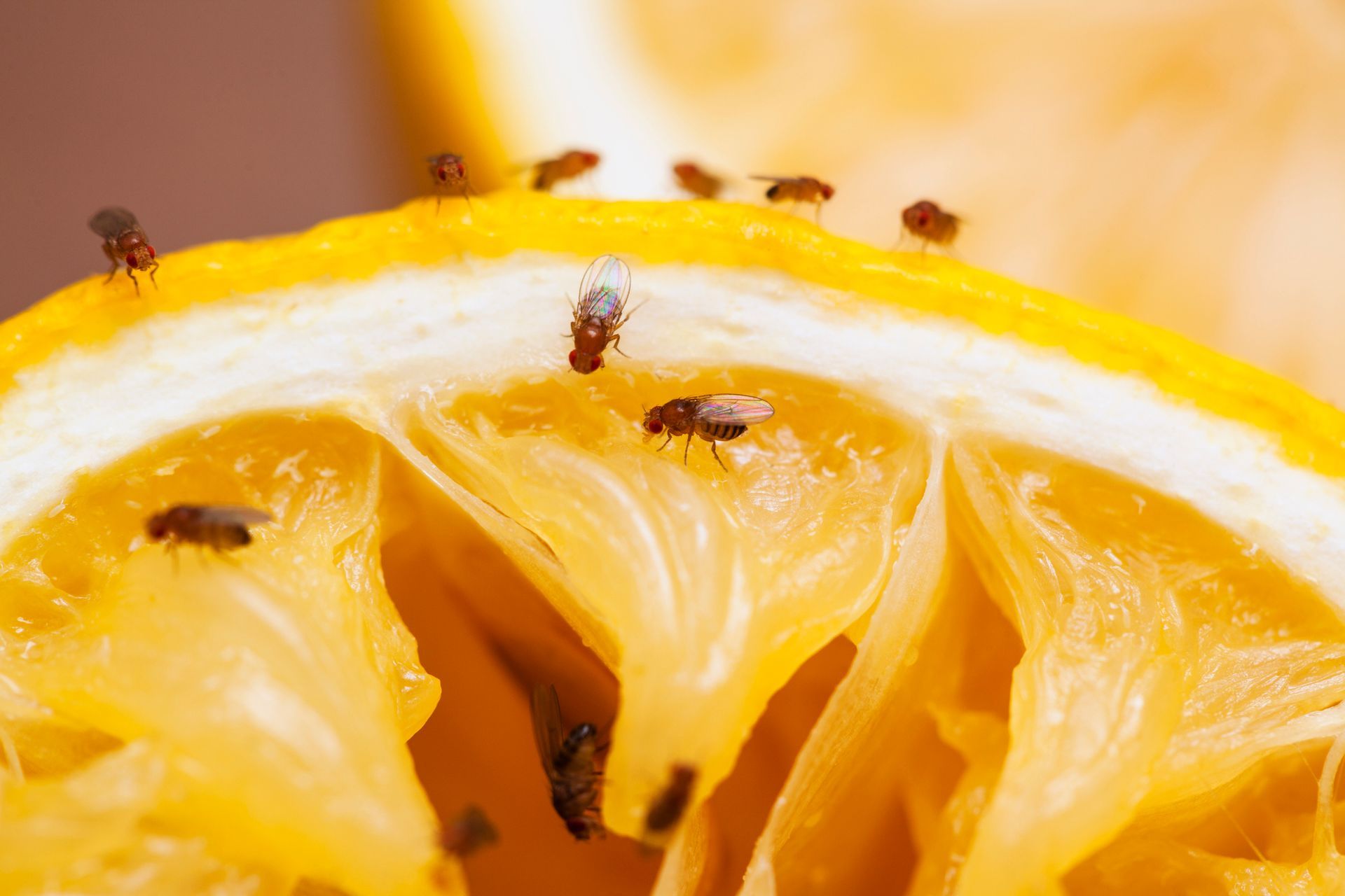 Bed Bug Control — Happy Family Having Fun Time in Fort Wayne, IN