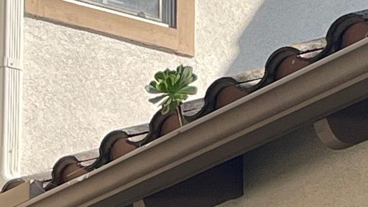Gutter Cleaning