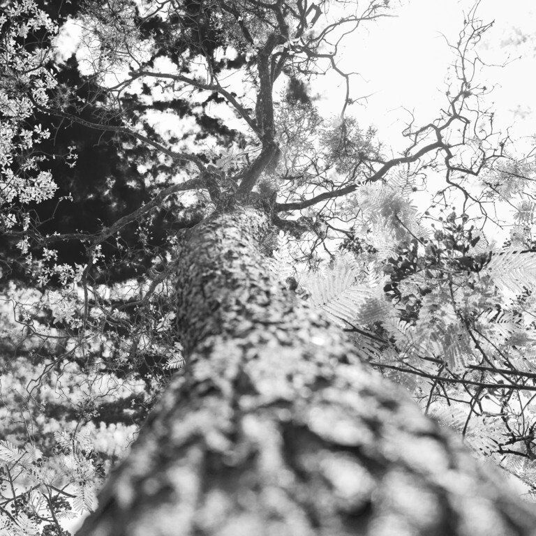 Olhando para cima, do chão da floresta, para árvores altas e galhos nus contra um céu claro.