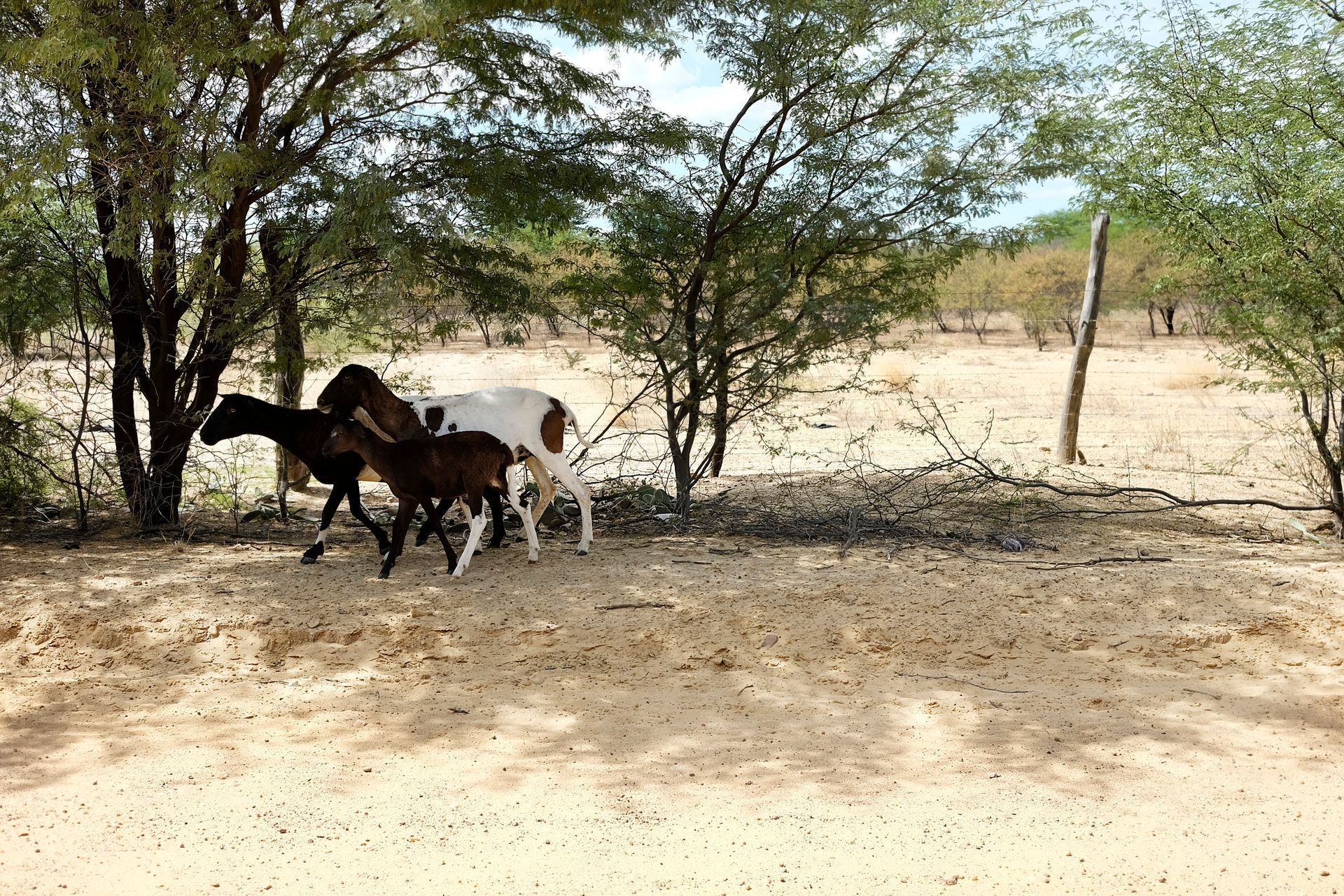 Três cavalos parados sob árvores em um campo seco e arenoso.