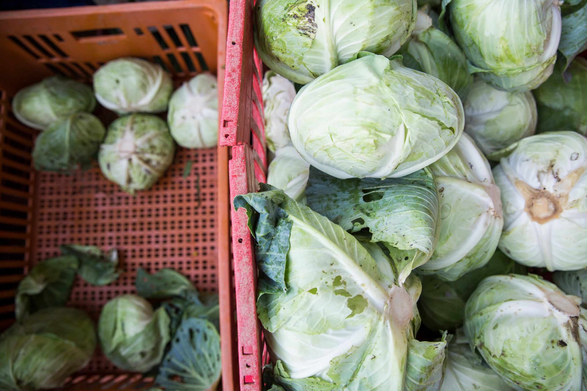 Caixas de repolhos verdes em um mercado de produtos agrícolas, com cestos de plástico vermelhos e laranjas.