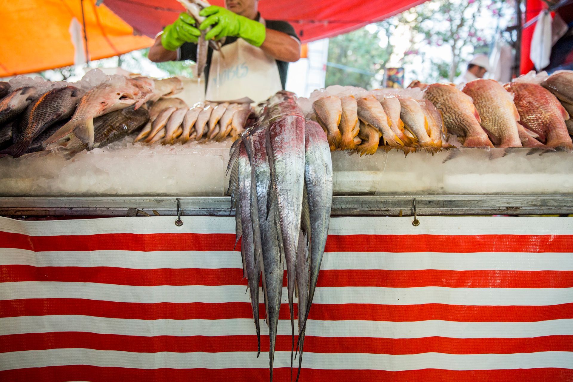 Peixes expostos em uma barraca de mercado listrada sob um toldo vermelho.