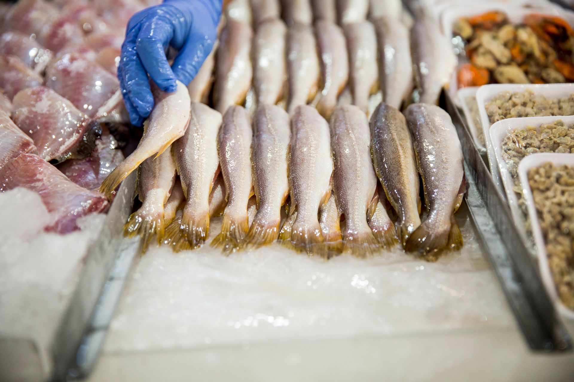Mão enluvada organizando filés de peixe fresco sobre gelo picado em uma banca de frutos do mar.
